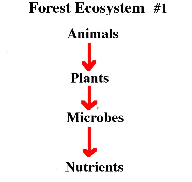 plot-forest-ecosystem-1